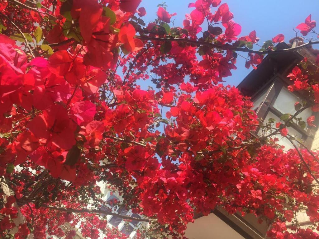 Alayaz Hotel Alaçatı Zewnętrze zdjęcie